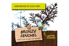 Bio Bronze-Fenchel Kräutertopf 12 cm Bronze-Fenchel