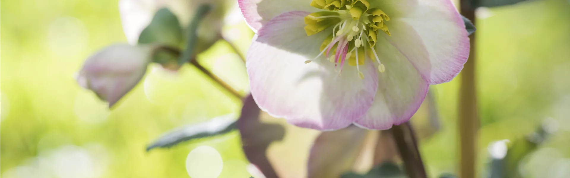 Christrose und Lenzrose