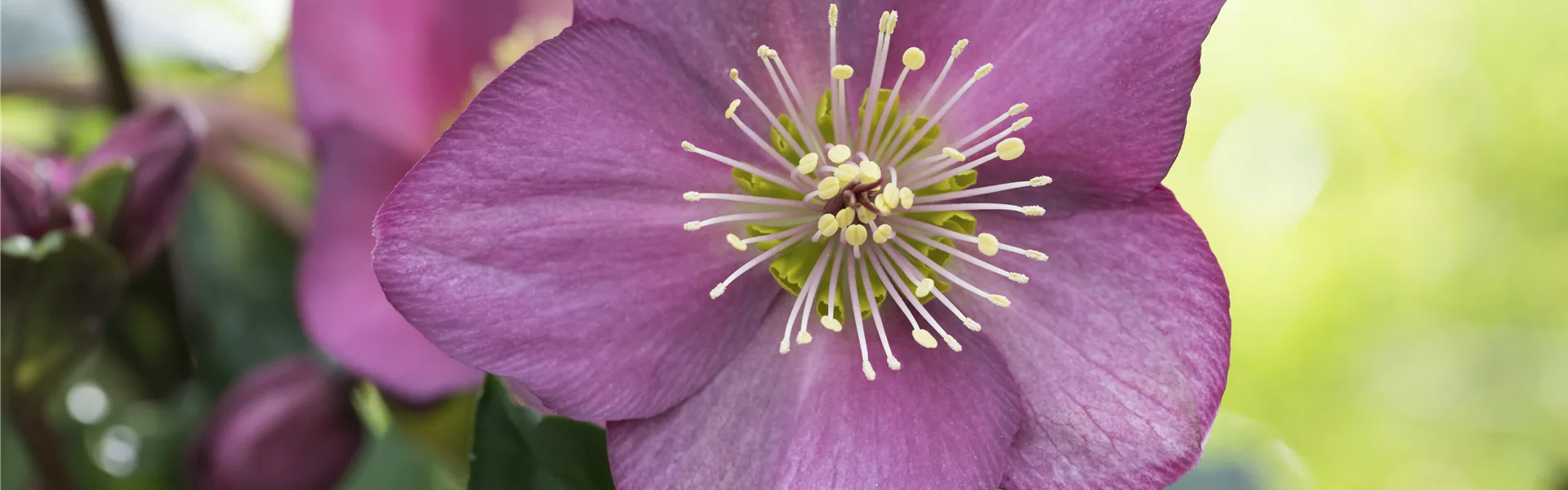 Christrose und Lenzrose