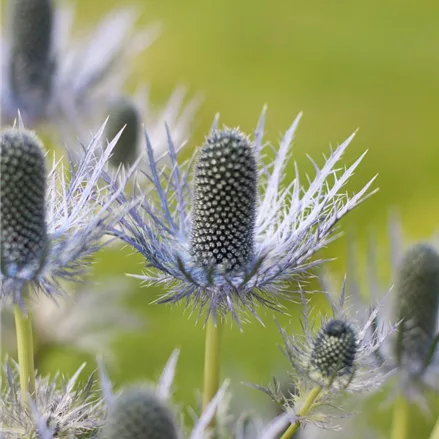 Alpen-Mannstreu 'Blue Star'