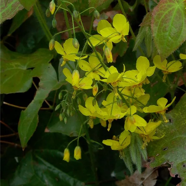 Elfenblume 'Frohnleiten'