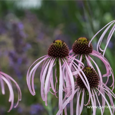 Bleicher Sonnenhut 'Hula Dancer'