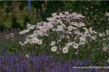 Feinstrahl-Aster 'Sommerneuschnee' 9 x 9 cm Topf 0,5 Liter