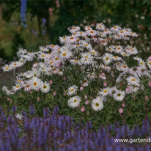 Feinstrahl-Aster 'Sommerneuschnee'