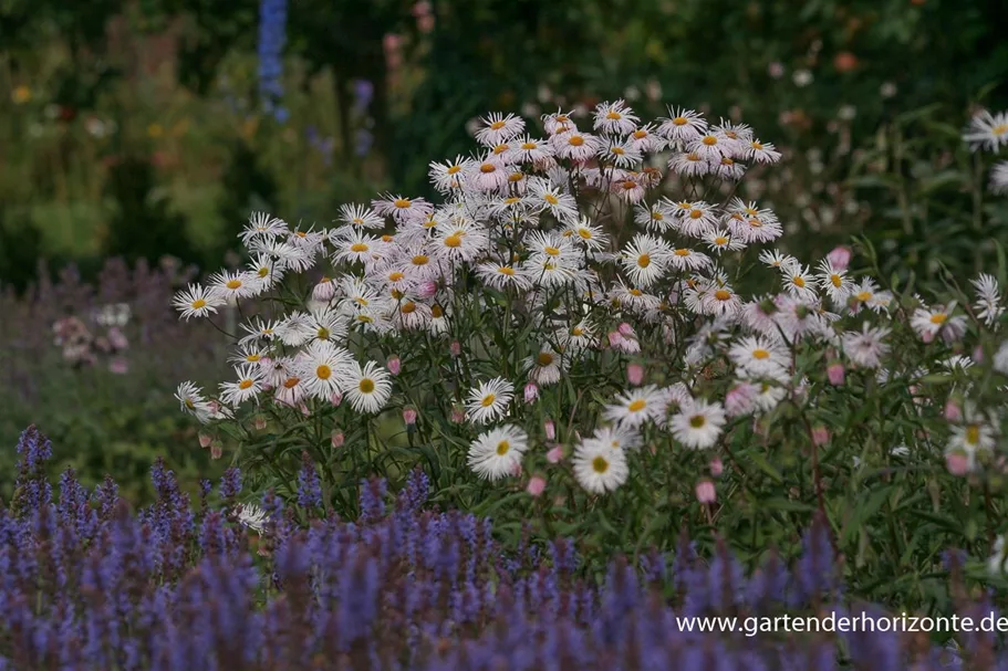 Feinstrahl-Aster 'Sommerneuschnee' 9 x 9 cm Topf 0,5 Liter