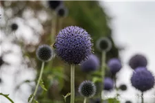 Banater Kugeldistel 'Blue Globe' 1 Liter Topf