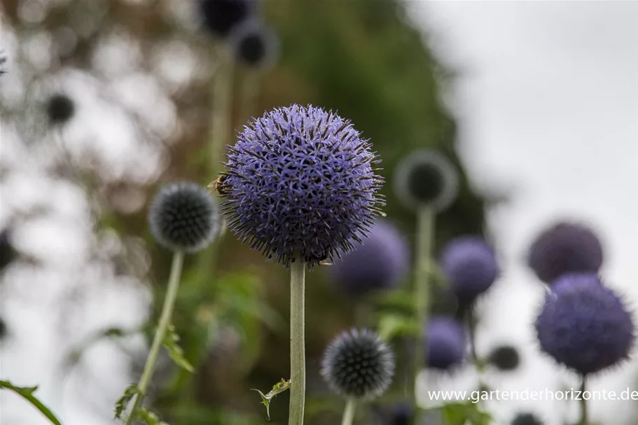 Banater Kugeldistel 'Blue Globe' 1 Liter Topf