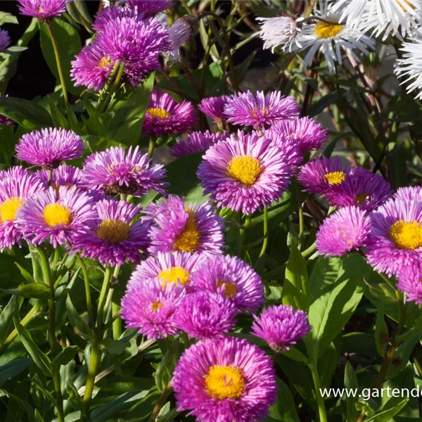 Feinstrahl-Aster 'Foersters Liebling'