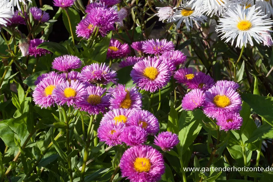 Feinstrahl-Aster 'Foersters Liebling' 9 x 9 cm Topf 0,5 Liter