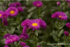 Feinstrahl-Aster 'Rotes Meer' 9 x 9 cm Topf 0,5 Liter