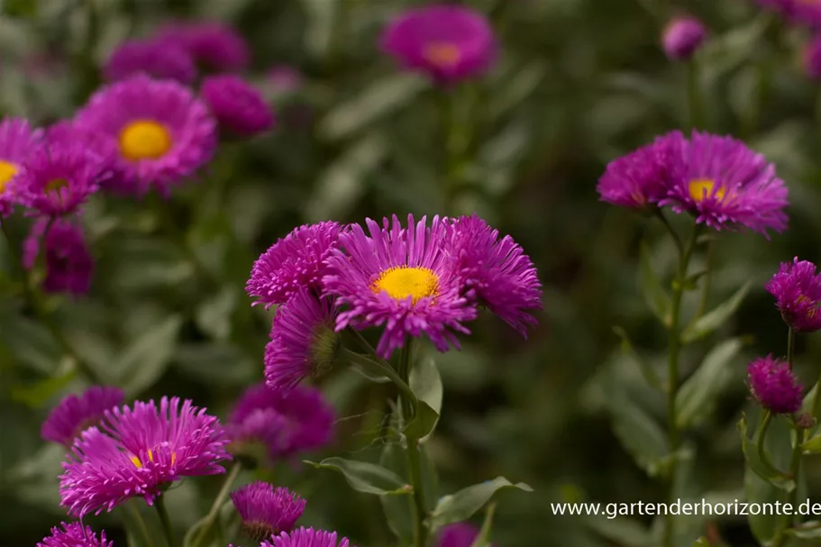 Feinstrahl-Aster 'Rotes Meer' 9 x 9 cm Topf 0,5 Liter