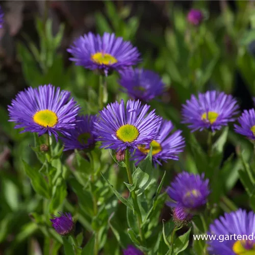 Feinstrahl-Aster 'Dunkelste Aller'