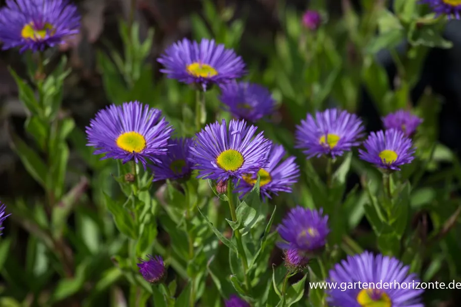 Feinstrahl-Aster 'Dunkelste Aller' 9 x 9 cm Topf 0,5 Liter