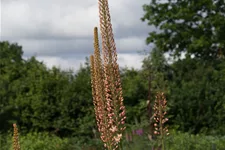 Isabellen-Steppenkerze 'Cleopatra' 2 Liter Topf