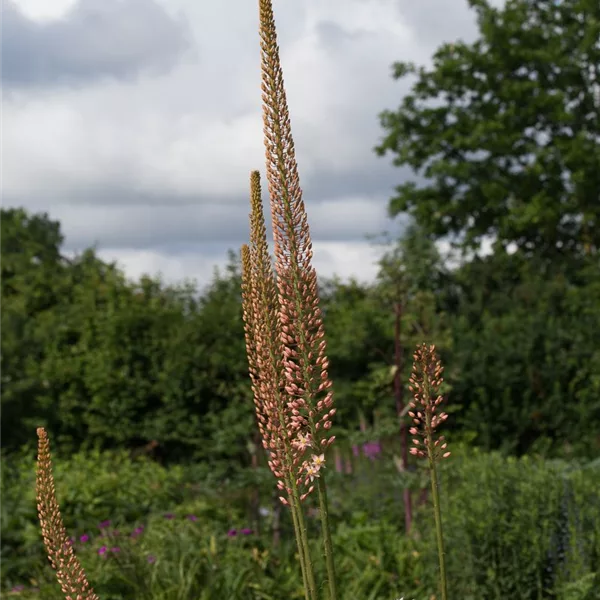 Isabellen-Steppenkerze 'Cleopatra'