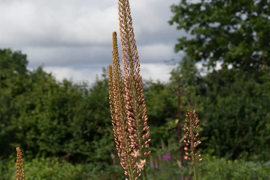 Isabellen-Steppenkerze 'Cleopatra' 2 Liter Topf