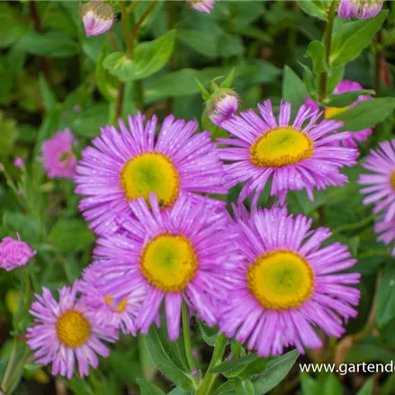 Prächtiges Berufkraut 'Rosa Juwel'