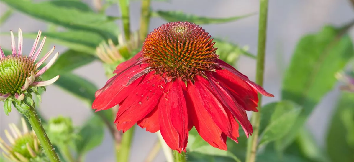 Echinacea purpurea 'SOMBRERO Salsa Red' -R- C 2 VR 