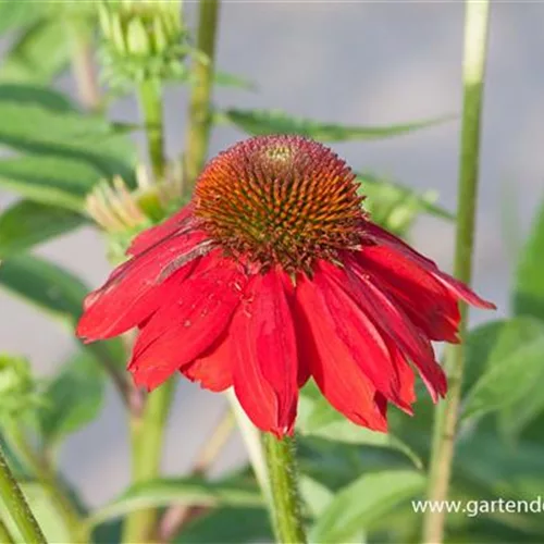 Echinacea purpurea 'SOMBRERO Salsa Red' -R-