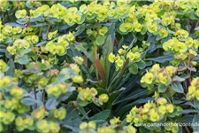 Mandelblättrige Wolfsmilch 'Purpurea' 1 Liter Topf