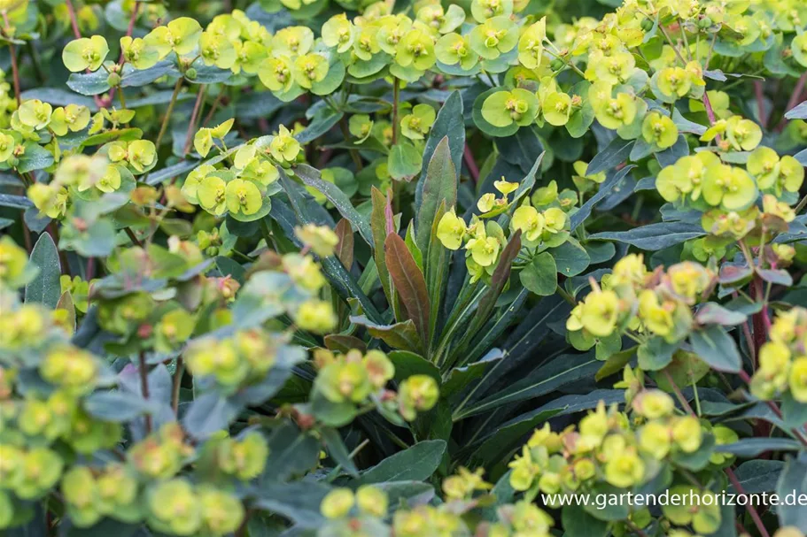 Mandelblättrige Wolfsmilch 'Purpurea' 1 Liter Topf