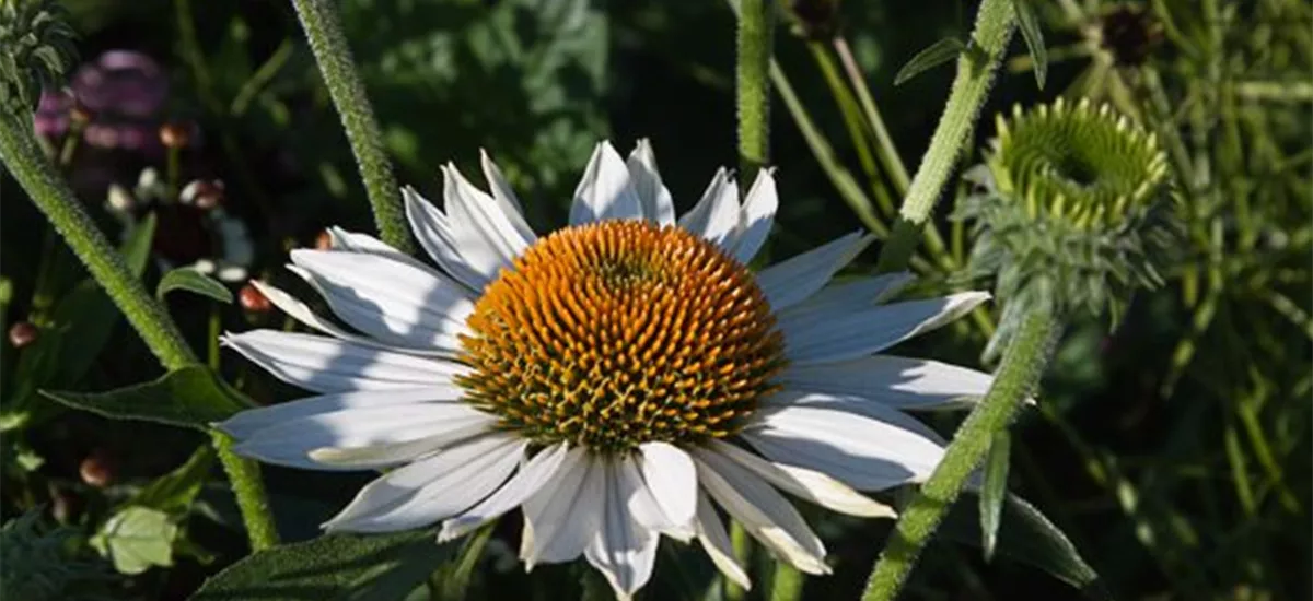 Scheinsonnenhut 'Baby Swan White' 1 Liter Topf