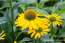 Echinacea purpurea 'SunSeekers Yellow' -R- C 2 VR 