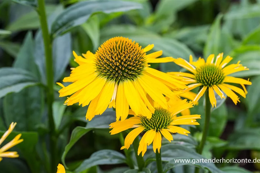 Echinacea purpurea 'SunSeekers Yellow' -R- C 2 VR 