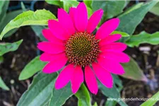 Echinacea purpurea 'SunSeekers Magenta' -R- C 2 VR 