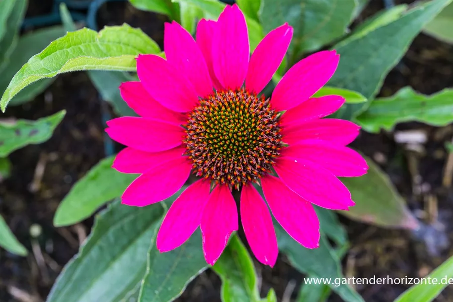 Echinacea purpurea 'SunSeekers Magenta' -R- C 2 VR 