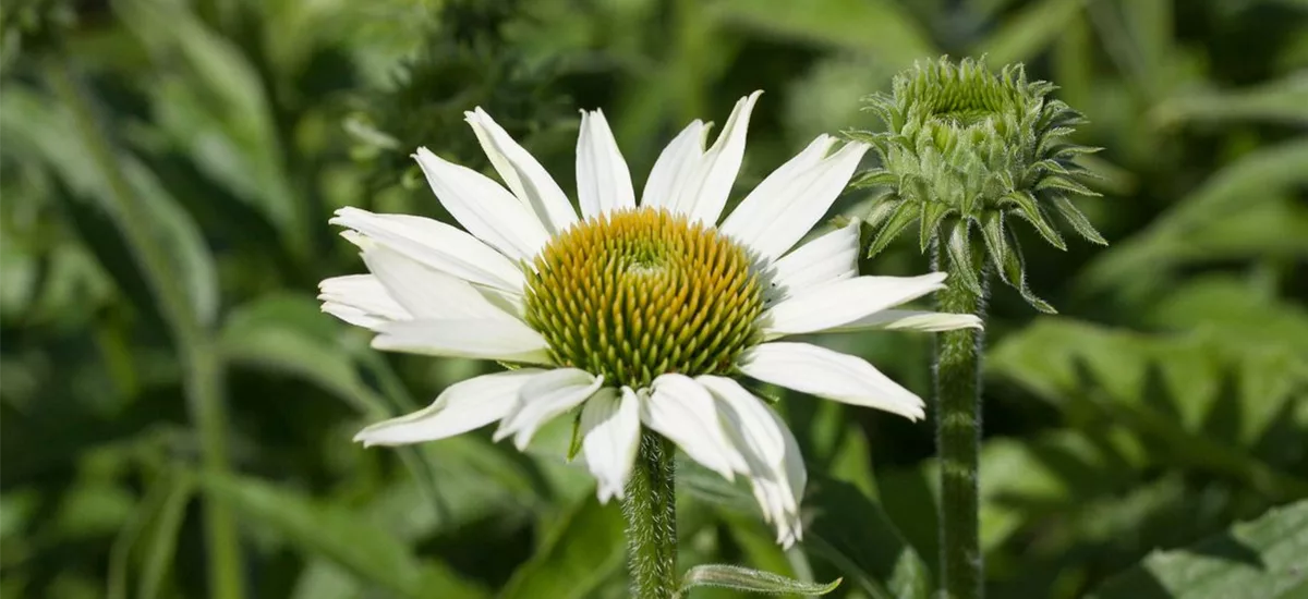 Scheinsonnenhut 'White Swan' 2 Liter Topf