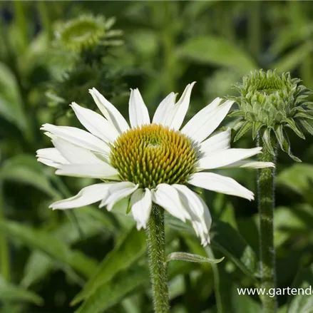 Scheinsonnenhut 'White Swan'