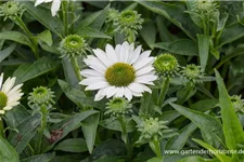 Echinacea purpurea 'SunSeekers White' -R- C 2 VR 