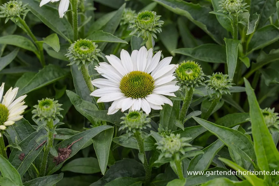 Echinacea purpurea 'SunSeekers White' -R- C 2 VR 