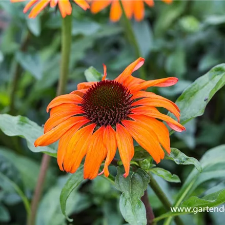 Scheinsonnenhut 'Tangerine Dream'