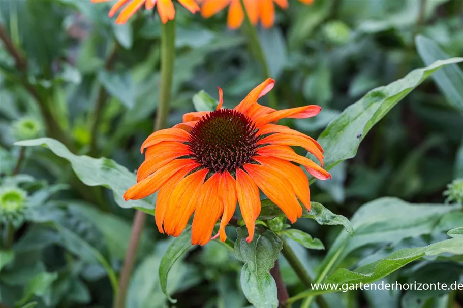 Scheinsonnenhut 'Tangerine Dream' 1 Liter Topf