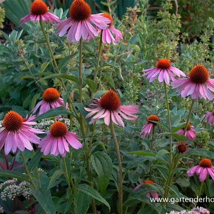 Scheinsonnenhut 'Magnus'