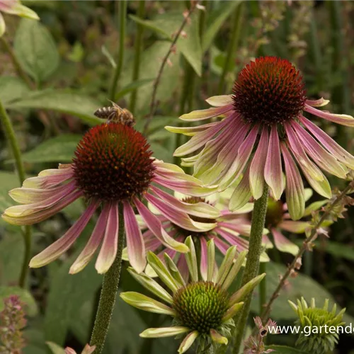 Scheinsonnenhut 'Green Envy'