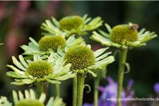 Scheinsonnenhut 'Green Jewel' 1 Liter Topf