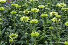 Scheinsonnenhut 'Green Jewel' 1 Liter Topf