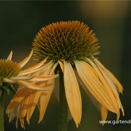 Scheinsonnenhut 'Harvest Moon'