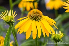 Scheinsonnenhut 'Summer Breeze' 1 Liter Topf