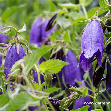 Gepunktete Glockenblume 'Sarastro'