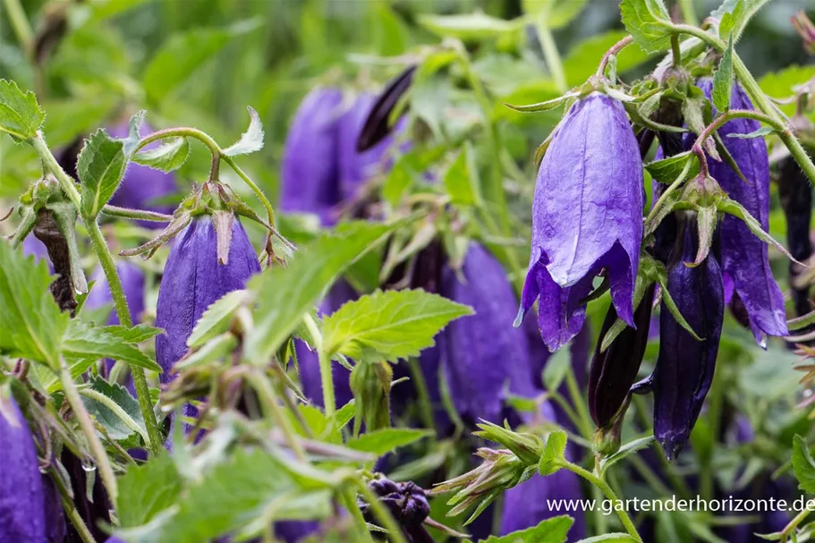 Gepunktete Glockenblume 'Sarastro' 1 Liter Topf