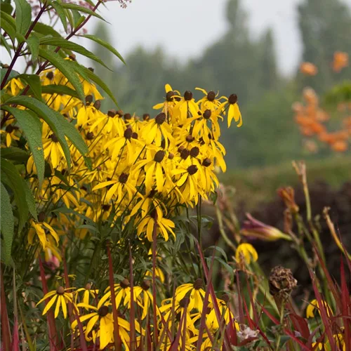 Blutgras 'Red Baron'