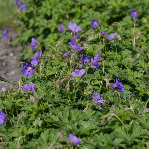 Himalaya-Storchschnabel 'Gravetye'