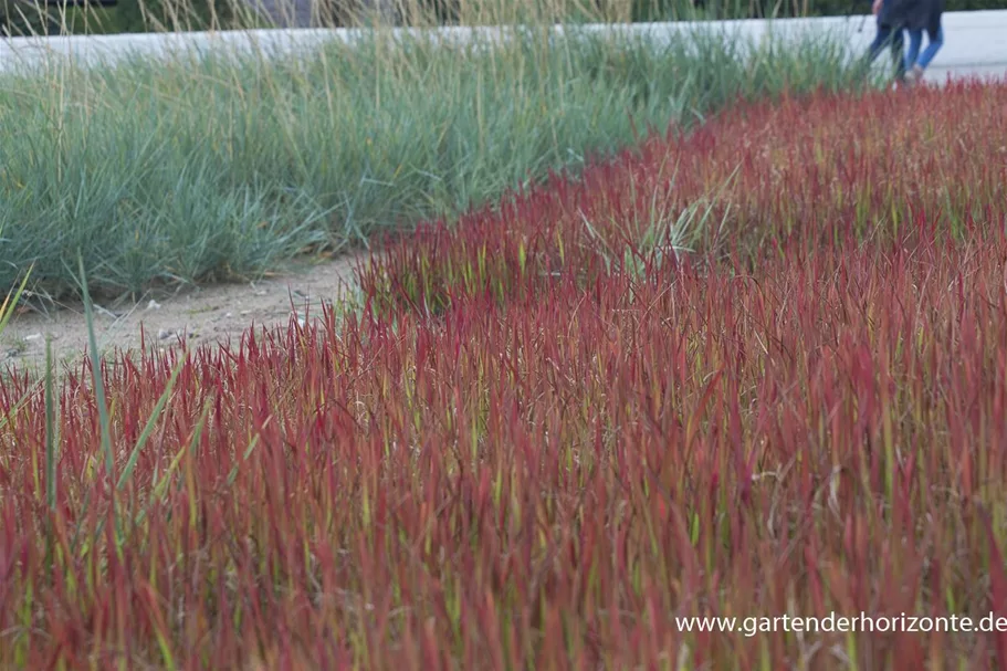 Blutgras 'Red Baron' 9 x 9 cm Topf 0,5 Liter