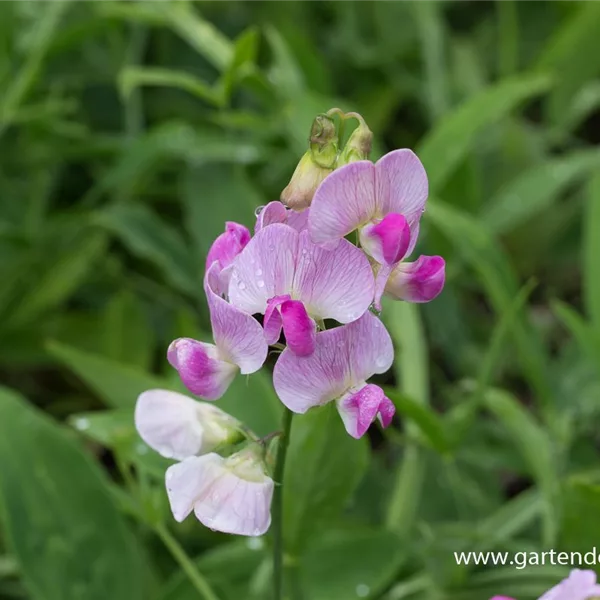 Hohe Stauden-Wicke 'Rosa Perle'