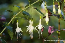 Garten-Fuchsie 'Hawkshead' 9 x 9 cm Topf 0,5 Liter