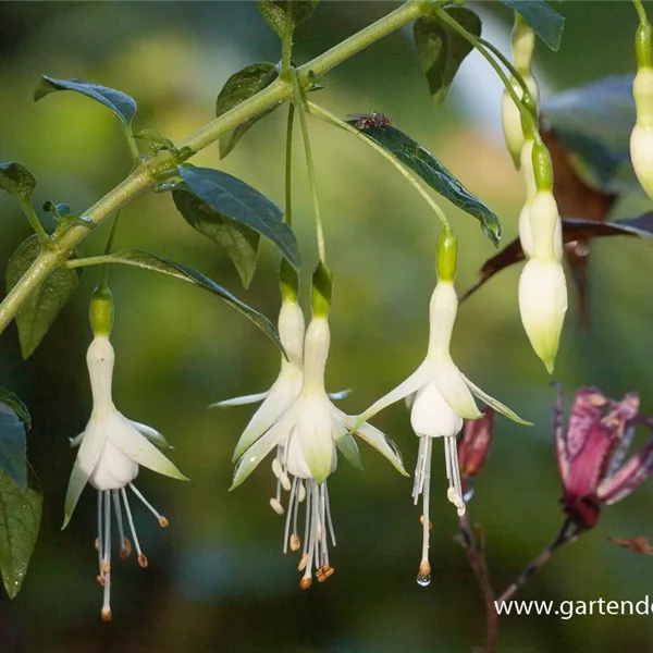 Garten-Fuchsie 'Hawkshead'